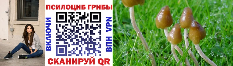 блэк спрут зеркало  нарко площадка наркотические препараты  Галлюциногенные грибы Cubensis  купить   Бийск 
